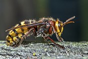 Hwyrnores europek (Vespa crabra)