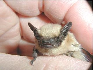 <span class="mw-page-title-main">Canyon bat</span> Species of bat