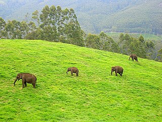 Elephants in Kerala culture