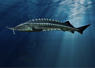 <span class="mw-page-title-main">Beluga (sturgeon)</span> Species of fish in the sturgeon family