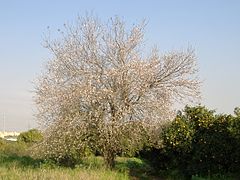 פריחת השקד בגבעת האירוסים