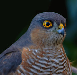 Zvirbuļu vanags (Accipiter nisus)