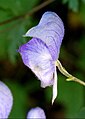 Detail of flower