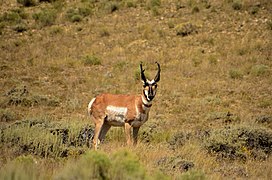 Arapaho National Wildlife Refuge (33274640298).jpg