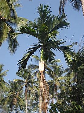 betelpalmu eli pähkinäbetelpalmu (Areca catechu)