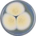 Aspergillus sclerotiorum growing on CYA plate