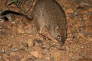 Bettongia penicillata