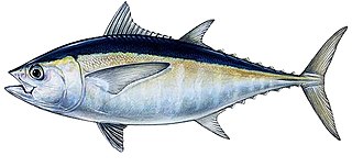 <span class="mw-page-title-main">Blackfin tuna</span> Species of fish