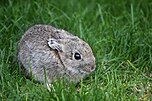 Zwergkaninchen (Brachylagus idahoensis)