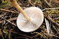 Clitocybe obsoleta