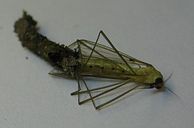 Cranefly molting (5) 6june2014.jpg