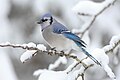 El arrendajo azul o urraca azul (Cyanocitta cristata) es un arrendajo norteamericano con plumaje predominantemente azul de medio cuerpo para arriba, de la cabeza a la cola. Tiene una cresta pronunciada. El color cambia a negro, celeste y con listas blancas en las rémiges y las caudales. Por debajo es blanco, con un collar negro alrededor del cuello y los lados de la cabeza y la cara blanca.