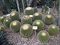 de: Gruppe von Echinocactus grusonii aufgenommen in den de:Gruson-Gewächshäusern in Magdeburg en: group of Echinocactus grusonii, photo taken at Gruson greenhouses in Magdeburg, Germany