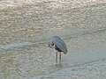 Küstenreiher Western Reef Heron