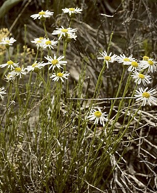 <i>Erigeron rhizomatus</i> Species of flowering plant