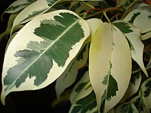 Ficus.Benjamina.Chimera.jpg