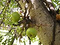 Image 25Fig trees often represent talismans with the udumbara (from List of mythological objects)