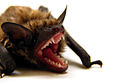 Big Brown Bat