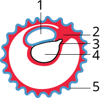 De vroege vorming van de allantois en differentiatie van de hechtsteel. 1 vruchtzak of amnionholte, 2 hechtsteel, 3 allantois, 4 dooierzak, 5 chorion (het chorion omgeeft de chorionholte).