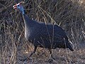 Guinea Hen