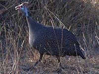 Helmeted guineafowl, domesticated in many areas Helmeted guineafowl kruger00.jpg