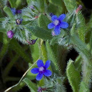 <i>Hormuzakia aggregata</i> Species of plant