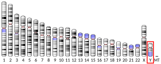 <span class="mw-page-title-main">DAZ2</span> Protein-coding gene in the species Homo sapiens