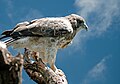 Buteo solitarius (cat.)