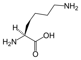 α-Aminoadipate pathway Chemical compound