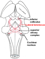 The lateral lemnisci (red) connects lower brainstem auditory nuclei to the inferior colliculus in the midbrain. Lateral lemniscus.PNG