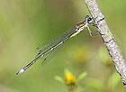 Lestes virens (Kleine Binsenjungfer, Männchen) [D]