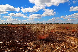 73. Platz: J.-H. Janßen mit Die Lieberoser Wüste in der Lieberoser Heide in der Nähe von Lieberose ist die größte Wüste Deutschlands