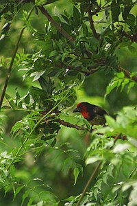 Black-collared barbet, a widespread and common resident Lybius torquatus1.jpg