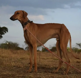 <span class="mw-page-title-main">Mudhol Hound</span> Dog breed