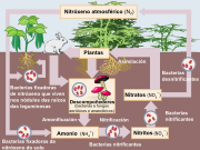 Diagrama do ciclo do nitróxeno