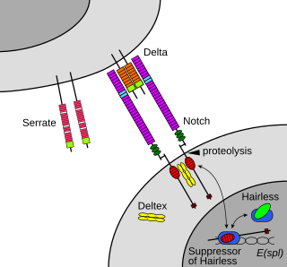 <span class="mw-page-title-main">Juxtacrine signalling</span> Contact-based cell-cell signalling