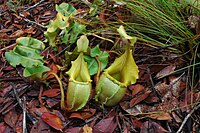 Nepenthes veitchii