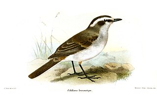 <span class="mw-page-title-main">White-browed chat-tyrant</span> Species of bird