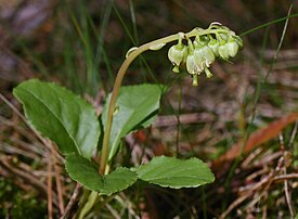 Nuokkutalvikki (Orthilia secunda)