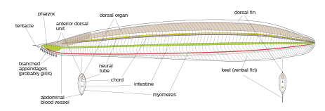 Previous anatomical reconstruction of Pikaia gracilens based on Conway Morris & Caron (2012) Pikaia anatomy (en).svg