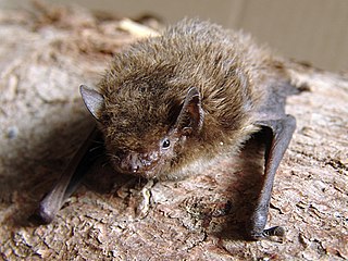 <span class="mw-page-title-main">Nathusius's pipistrelle</span> Species of bat