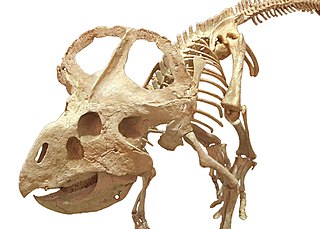 <i>Protoceratops</i> Genus of reptiles (fossil)