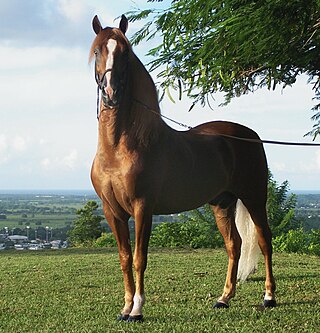 <span class="mw-page-title-main">Stallion</span> Male horse that has not been castrated