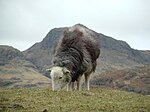 Herdwick (sheep)