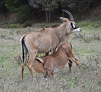 Antilope rouanne.