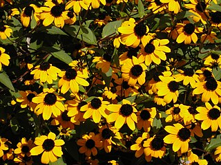 <i>Rudbeckia triloba</i> Species of flowering plant