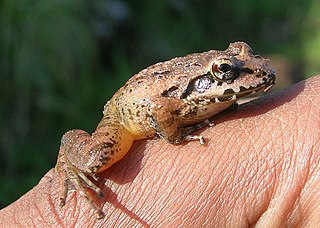 <i>Indirana</i> Genus of amphibians