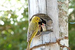 ♀ Sicalis flaveola