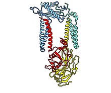 Structure of the human signal peptidase complex (PDB code 7P2P) SignalPeptidaseComplex.jpg