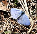 Celastrina ladon (spring azure) Adult, dorsal view.